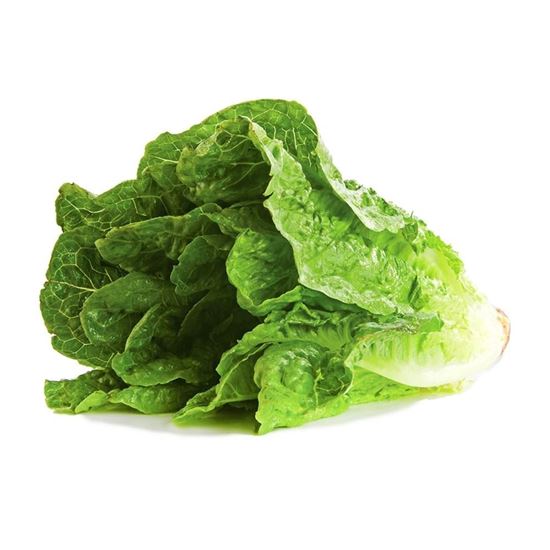 Imagen de Lechuga orejona