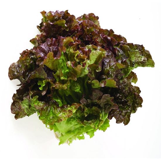 Imagen de Lechuga sangría