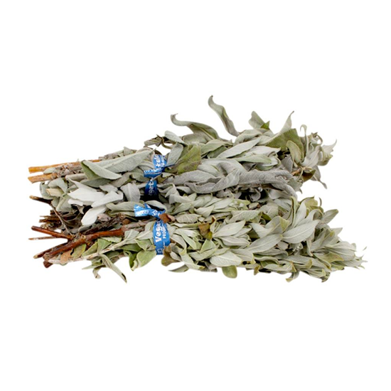 Imagen de Salvia en manojo grande