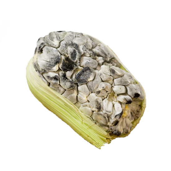 Imagen de Huitlacoche en mazorca