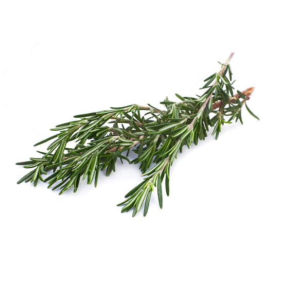 Imagen de Romero macho en manojo