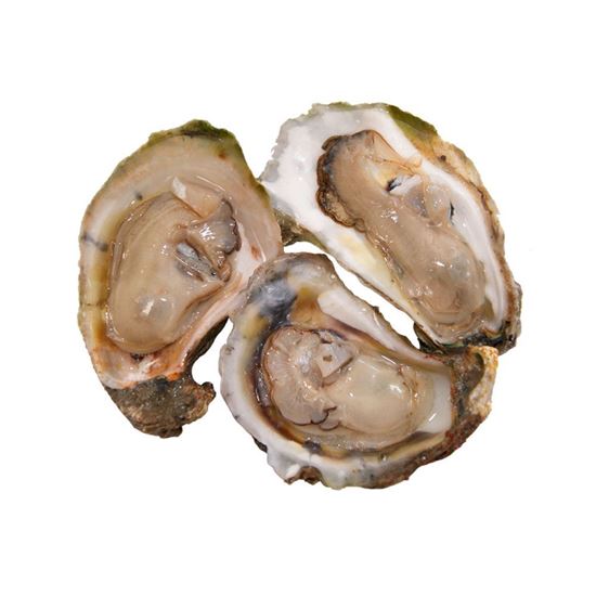 Imagen de Ostión en concha mediano costal (2.5kg aprox.)