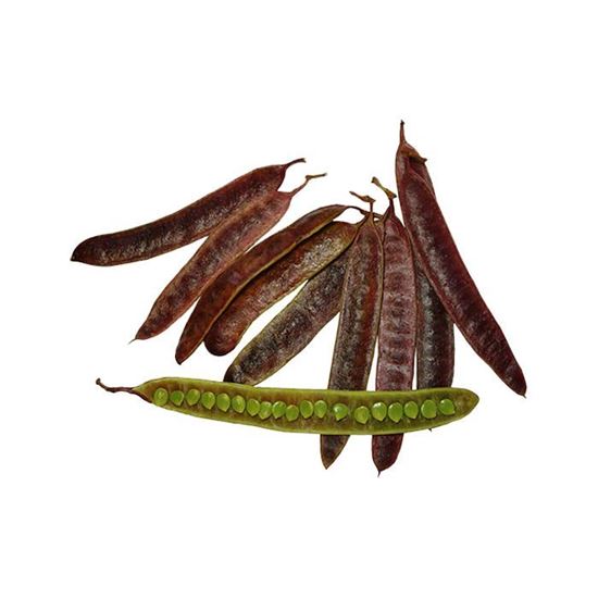 Imagen de Guaje en vaina