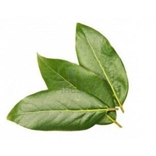 Imagen de Hoja de aguacate en manojo