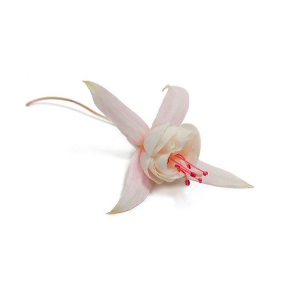 Imagen de Flor de aretillo comestible en domo