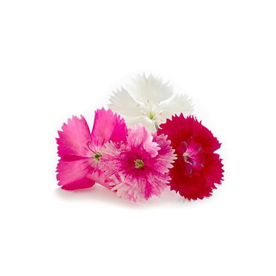 Imagen de Flor de clavelina comestible en domo