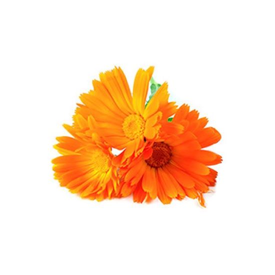 Imagen de Flor de caléndula comestible en domo