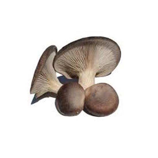 Imagen de Seta morena