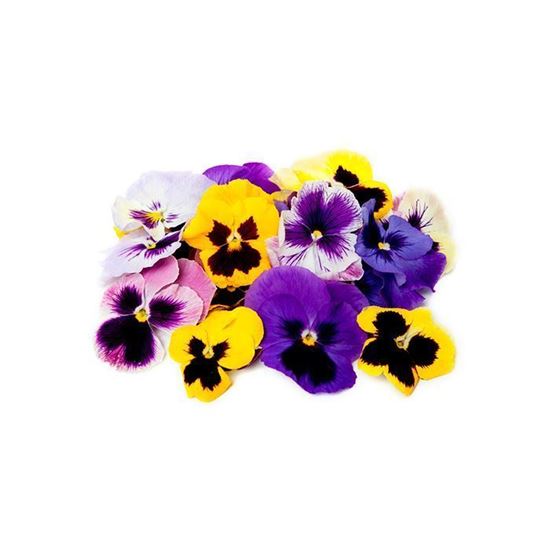 Imagen de Flor de pensamiento grande comestible en domo