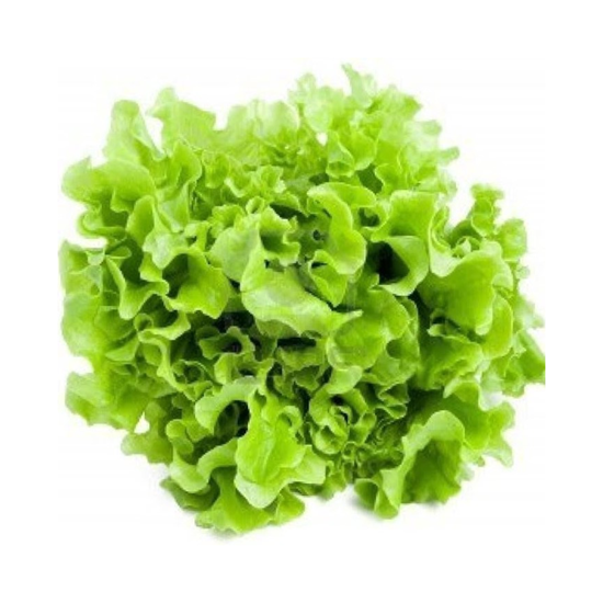 Imagen de Lechuga maple baby