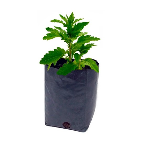 Imagen de Epazote en planta viva