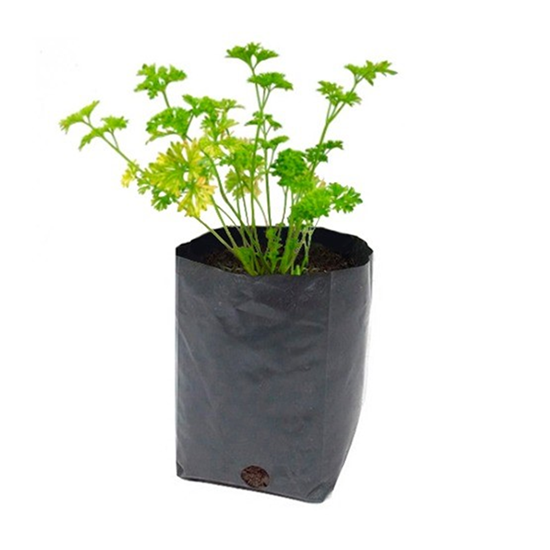 Imagen de Perejil en planta viva