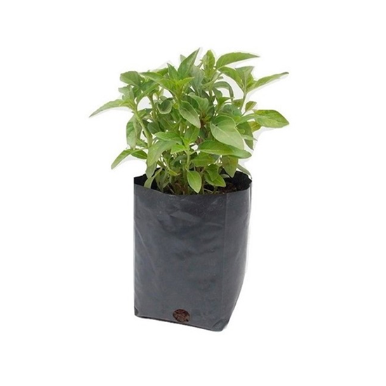 Imagen de Albahaca en planta viva