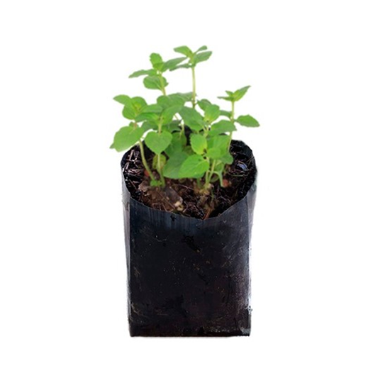 Imagen de Hierbabuena en planta viva