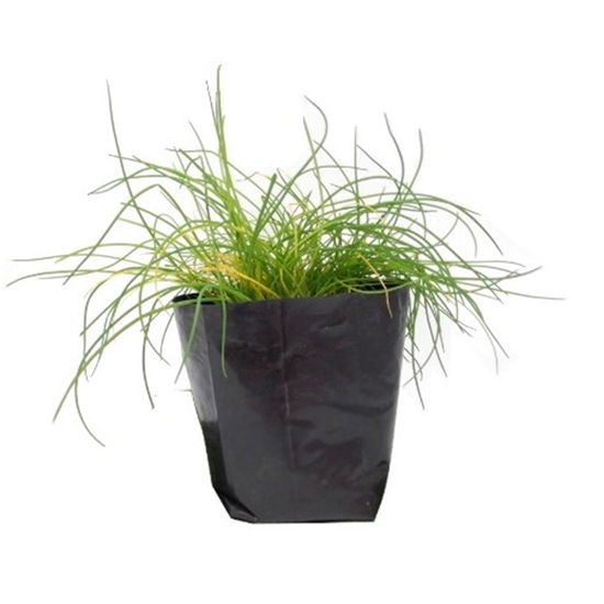 Imagen de Cebollín en planta viva