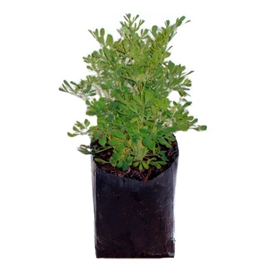 Imagen de Ruda en planta viva