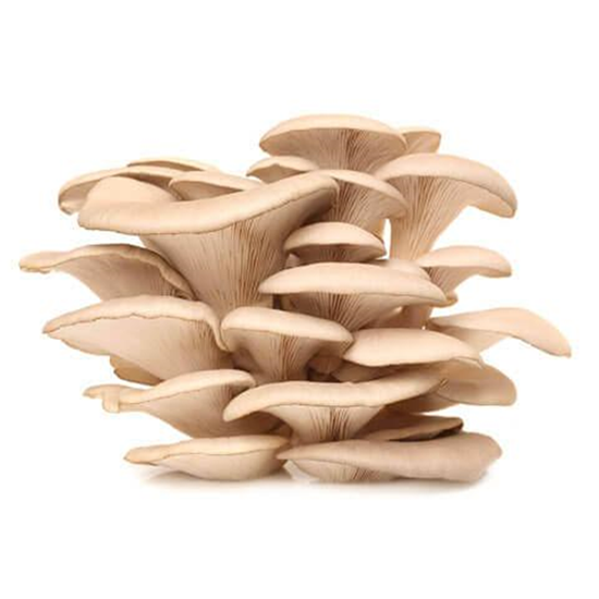 Imagen de Seta blanca