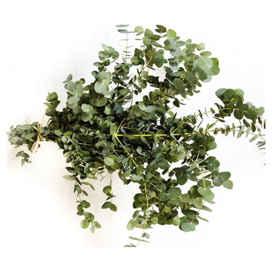 Imagen de Eucalipto en manojo (150g aprox.)