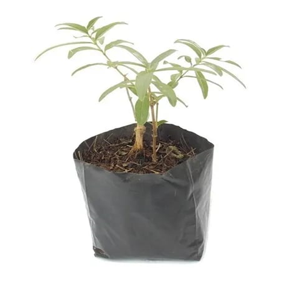 Imagen de Cedrón en planta viva