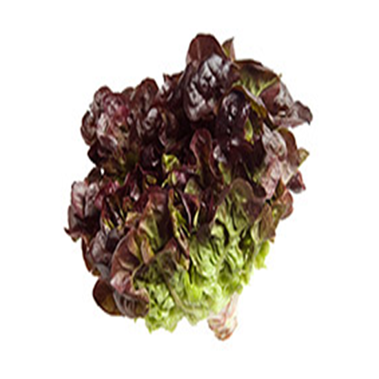 Imagen de Lechuga maple morada/sangría baby