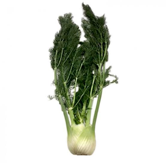 Imagen de Bulbo de hinojo