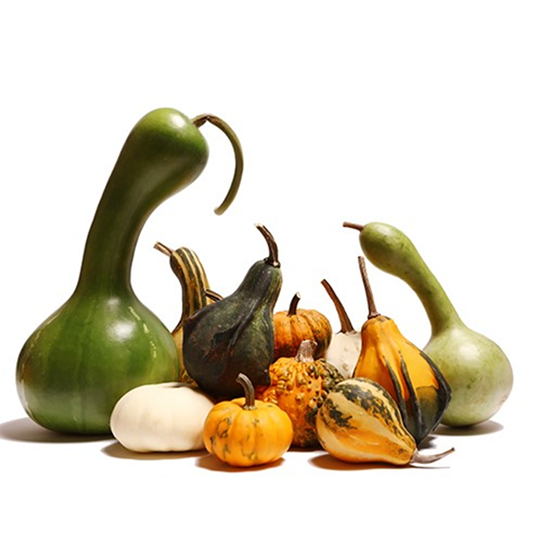 Imagen de Calabaza fantasía