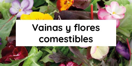 Ver productos en categoría Vainas y flores comestibles