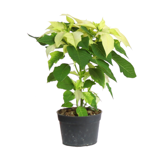 Imagen de Nochebuena blanca mediana en planta viva (maceta #5 - 35cm aprox.)