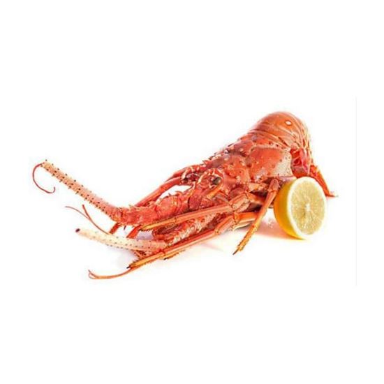 Imagen de Langosta caribeña entera precocida 500 gr aprox