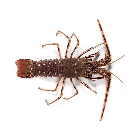 Imagen de Langosta California entera cruda (700g aprox.)