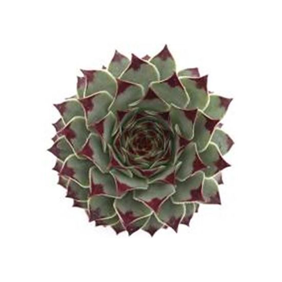 Imagen de Suculenta uñas de señorita mediana en planta viva