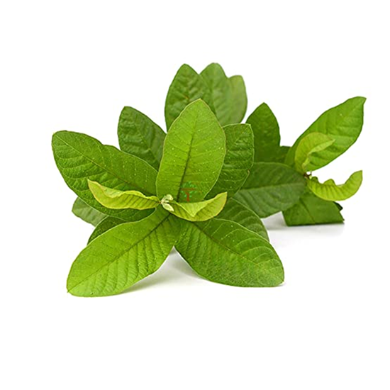 Imagen de Hojas de guayaba manojo de 250g aprox