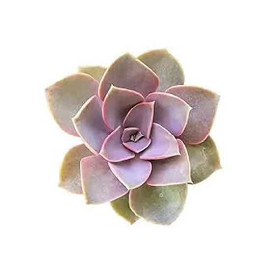 Imagen de Suculenta perle von nurnberg en planta viva