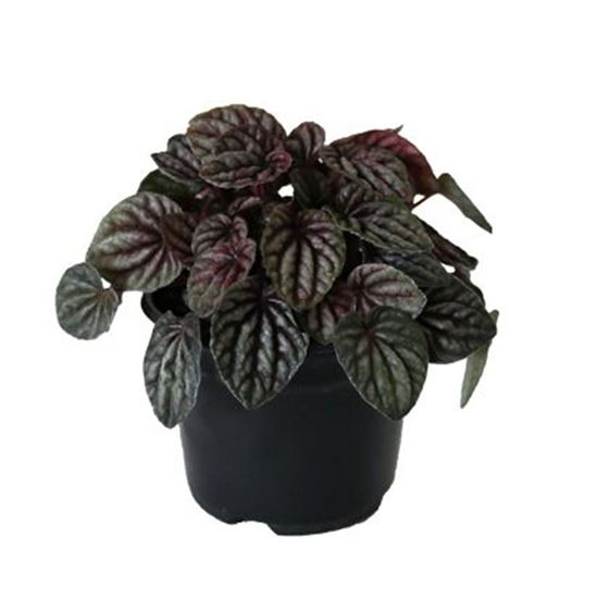 Imagen de Cáscara de nuez en planta viva