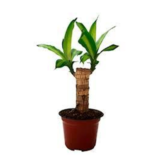 Imagen de Palo de Brasil chico en planta viva