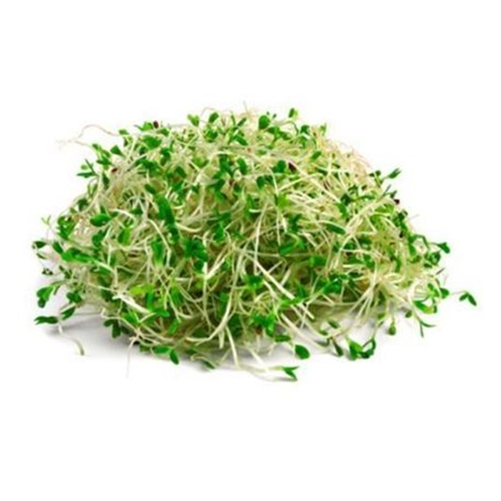 Imagen de Germinado de alfalfa