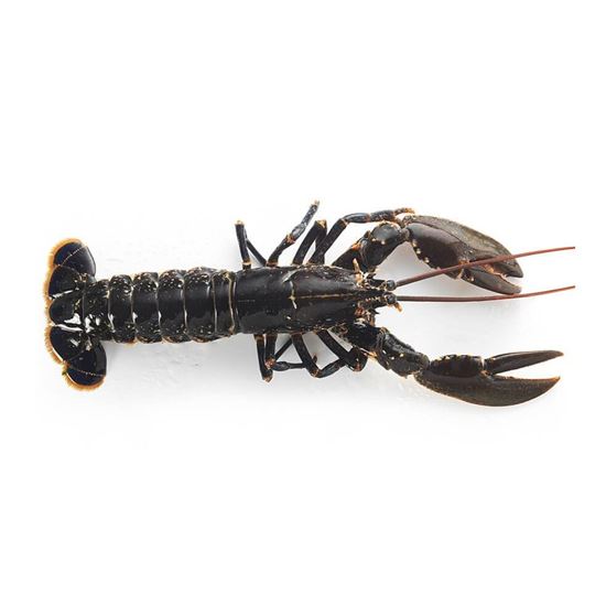 Imagen de Bogavante (600g aprox.)