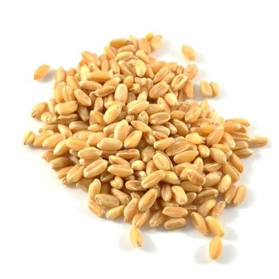 Imagen de Germinado de trigo