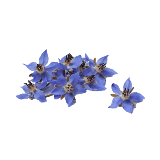 Imagen de Flor de borraja comestible en domo