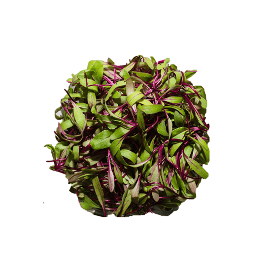 Imagen de Brote de betabel en domo (30g aprox.)