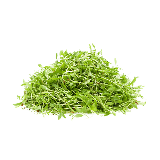 Imagen de Brote de cilantro en domo (30g aprox.)