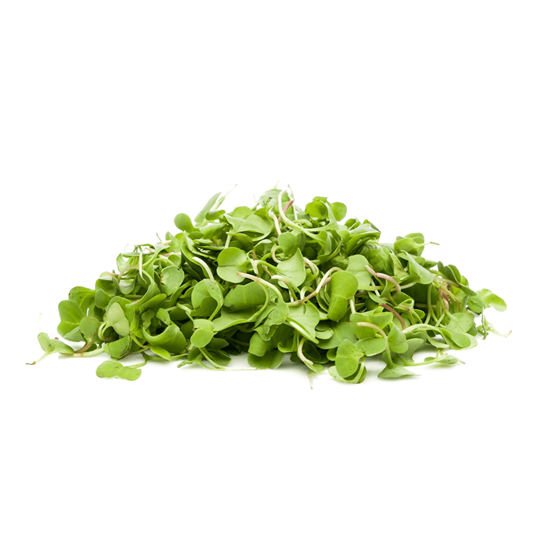 Imagen de Brote de rábano en domo (30g aprox.)