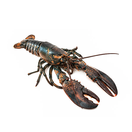 Imagen de Bogavante (750g aprox.)