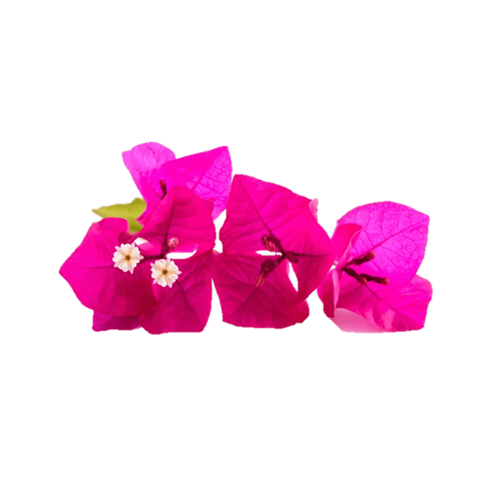 Imagen de Flor de bugambilia rosa comestible en domo