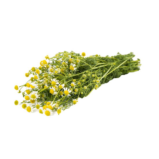 Imagen de Manzanilla en manojo grande (300g aprox.)