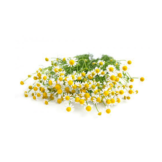 Imagen de Manzanilla en manojo chico (100g aprox.)