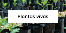 Ver productos en categoría Plantas vivas