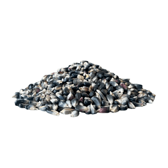 Imagen de Elote azul desgranado