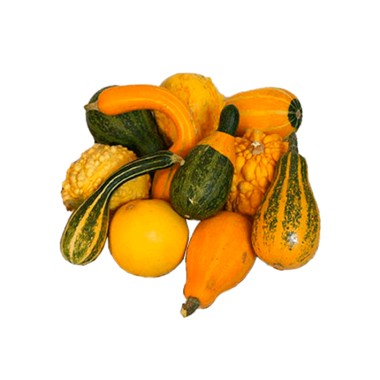 Imagen de Calabaza fantasía baby (surtida)