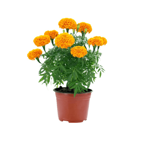 Imagen de Flor de cempasúchil grande (maceta #6) en planta viva